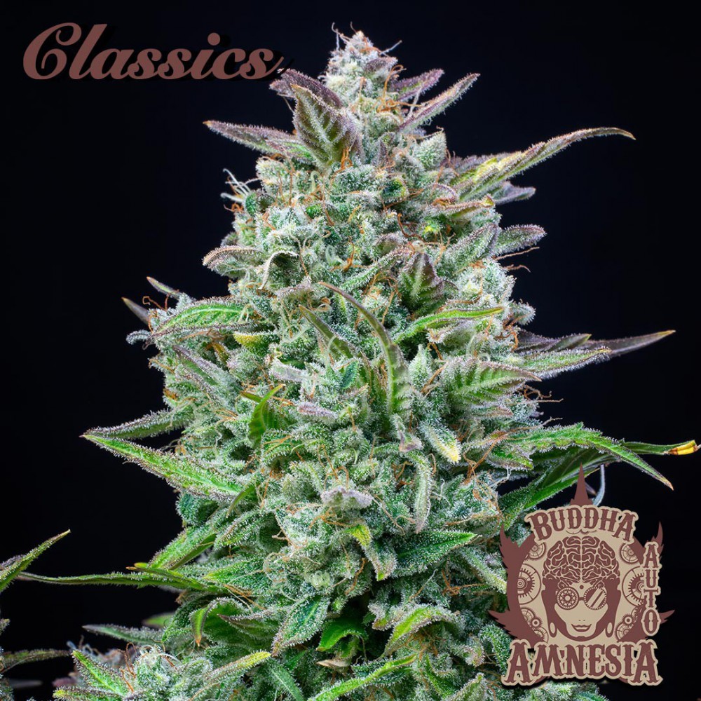 Buddha Seeds ''Buddha's Classics'' Auto Amnesia Feminisiert Autoflower