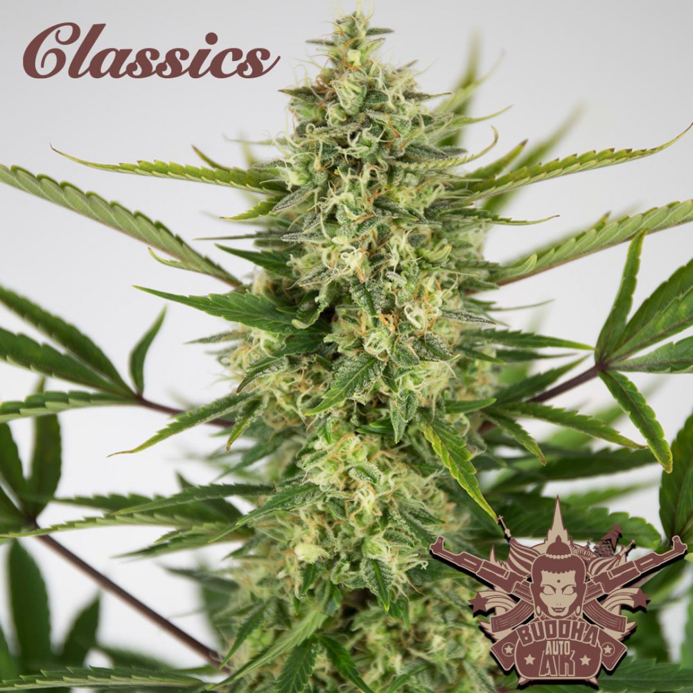 Buddha Seeds ''Buddha's Classics'' Auto AK Feminisiert Autoflower