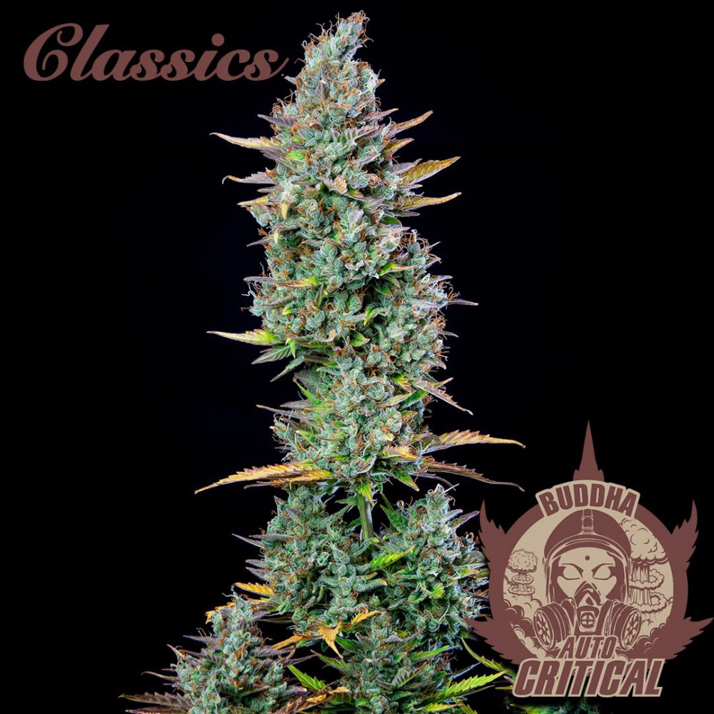 Buddha Seeds ''Buddha's Classics'' Auto Critical Feminisiert Autoflower