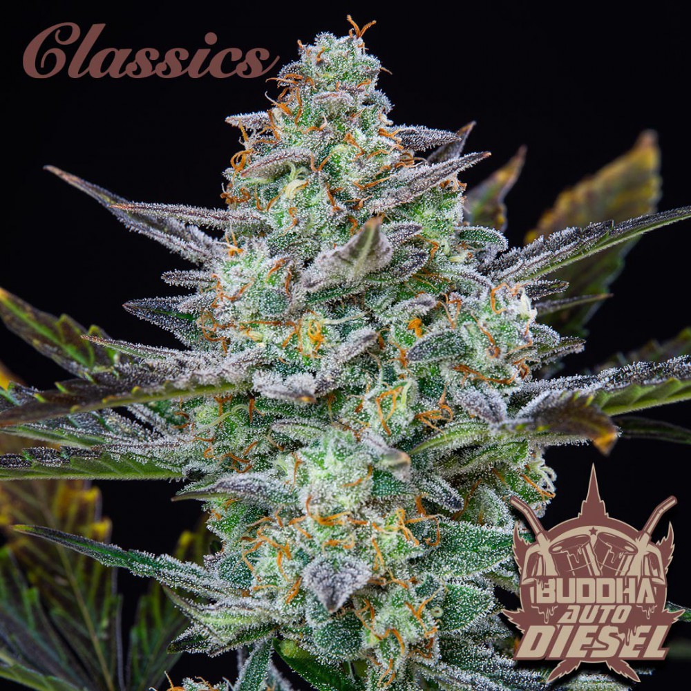 Buddha Seeds ''Buddha's Classics'' Auto Diesel Feminisiert Autoflower