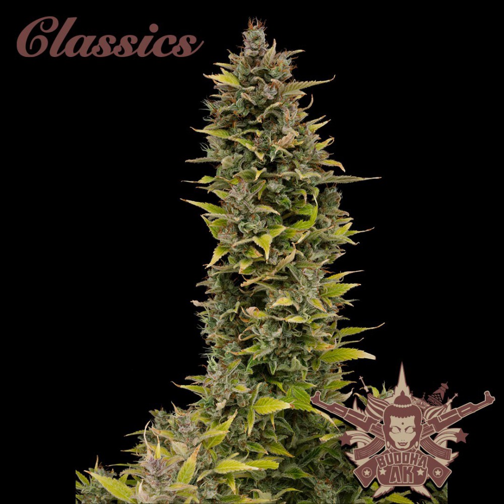 Buddha Seeds ''Buddha's Classics'' AK Feminisiert