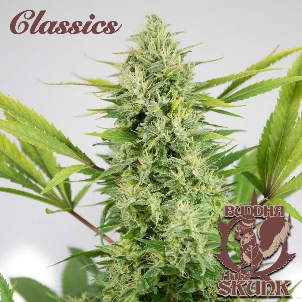 Buddha Seeds ''Buddha's Classics'' Auto Skunk Feminisiert Autoflower