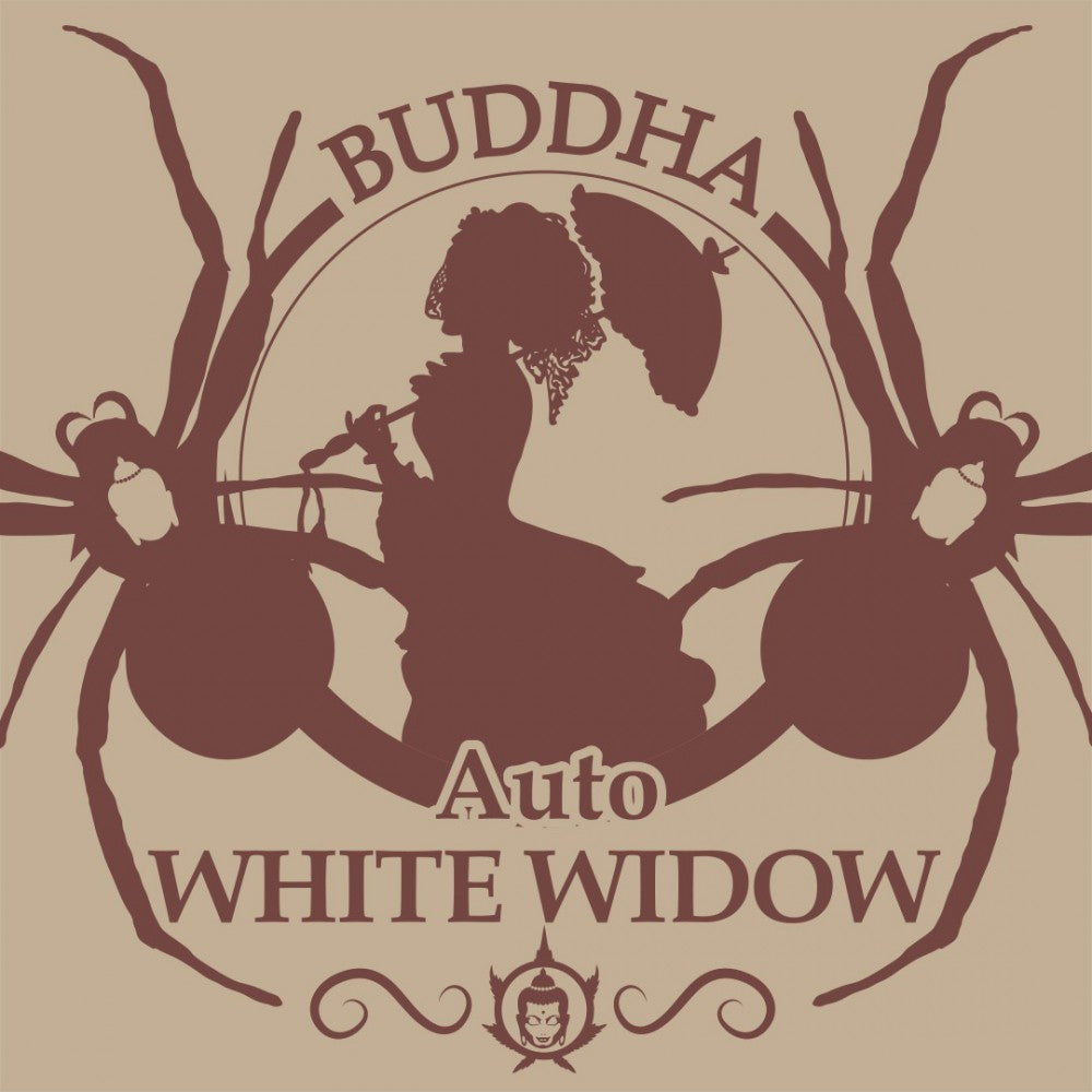 Buddha Seeds ''Buddha's Classics'' Auto White Widow Feminisierte Autoflower