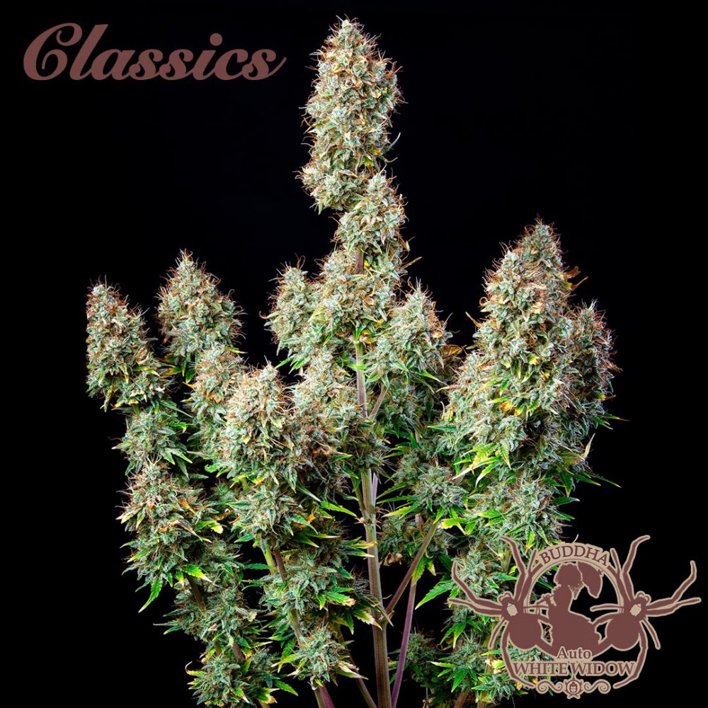 Buddha Seeds ''Buddha's Classics'' Auto White Widow Feminisierte Autoflower