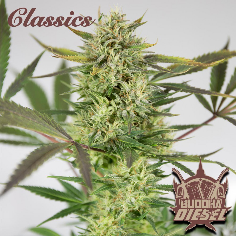 Buddha Seeds ''Buddha's Classics'' Diesel Feminisiert