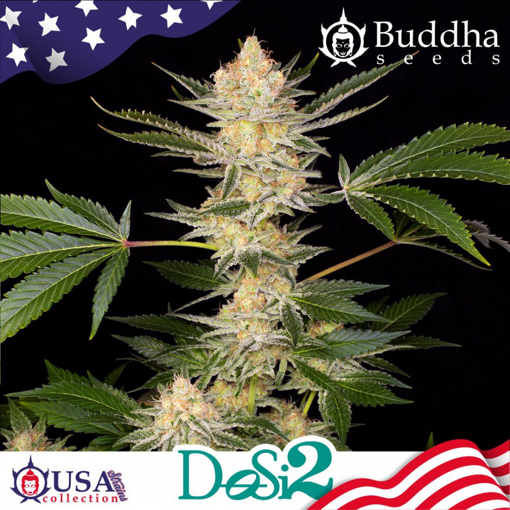 Buddha Seeds DOSI2 feminisiert