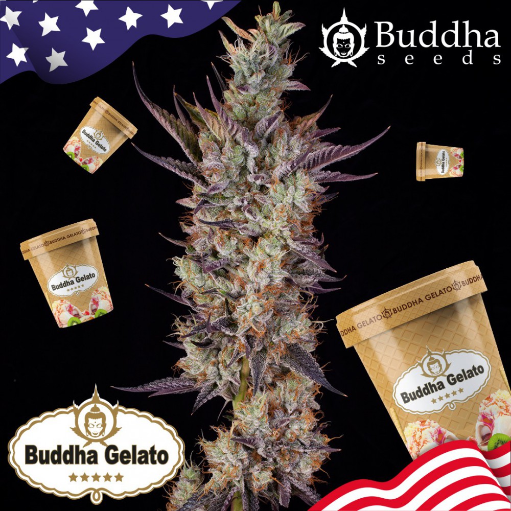 Buddha Seeds Gelato Feminisiert