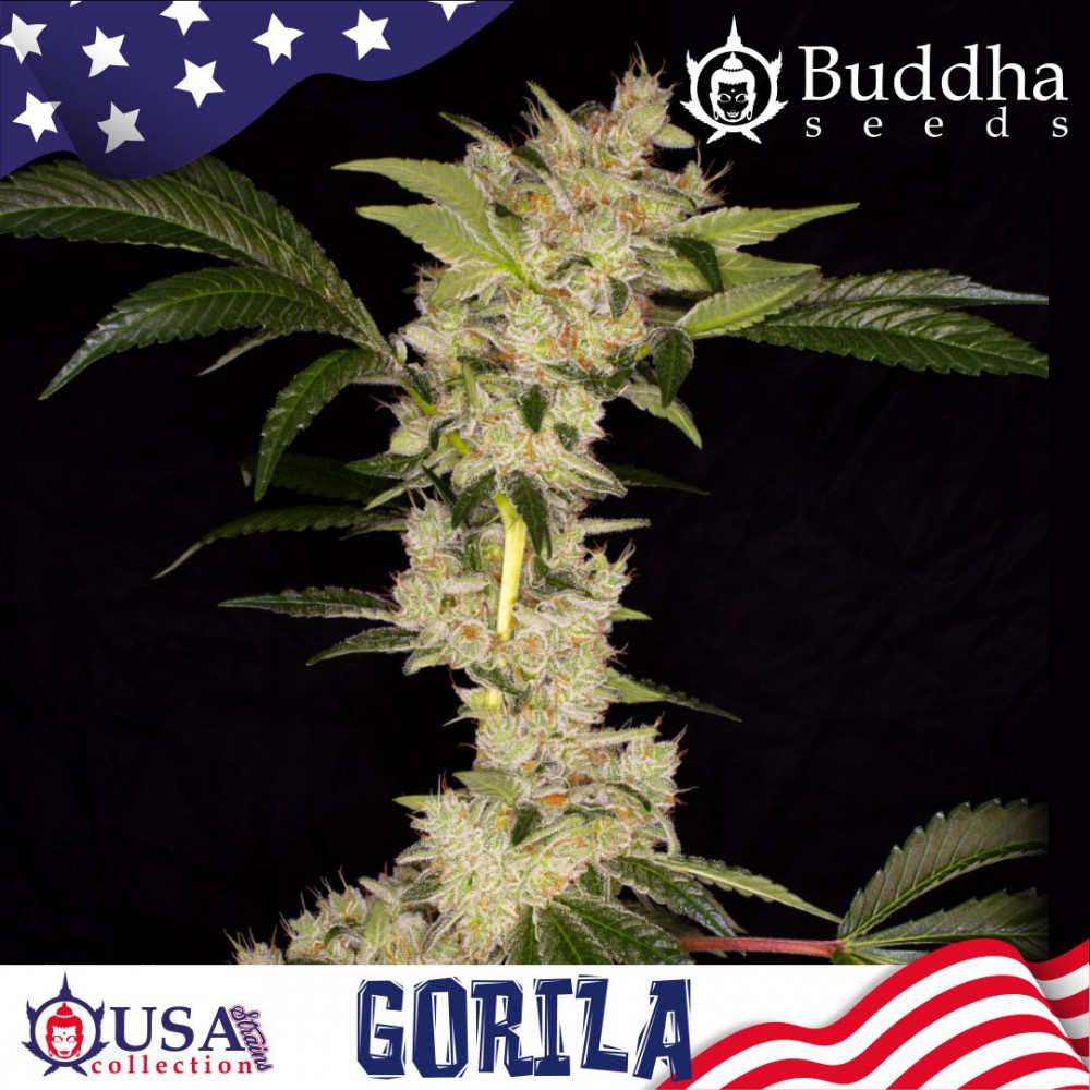 Buddha Seeds Gorilla feminisiert