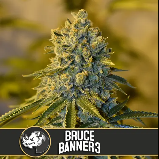 Blimburn Seeds Bruce Banner 3 Feminisiert