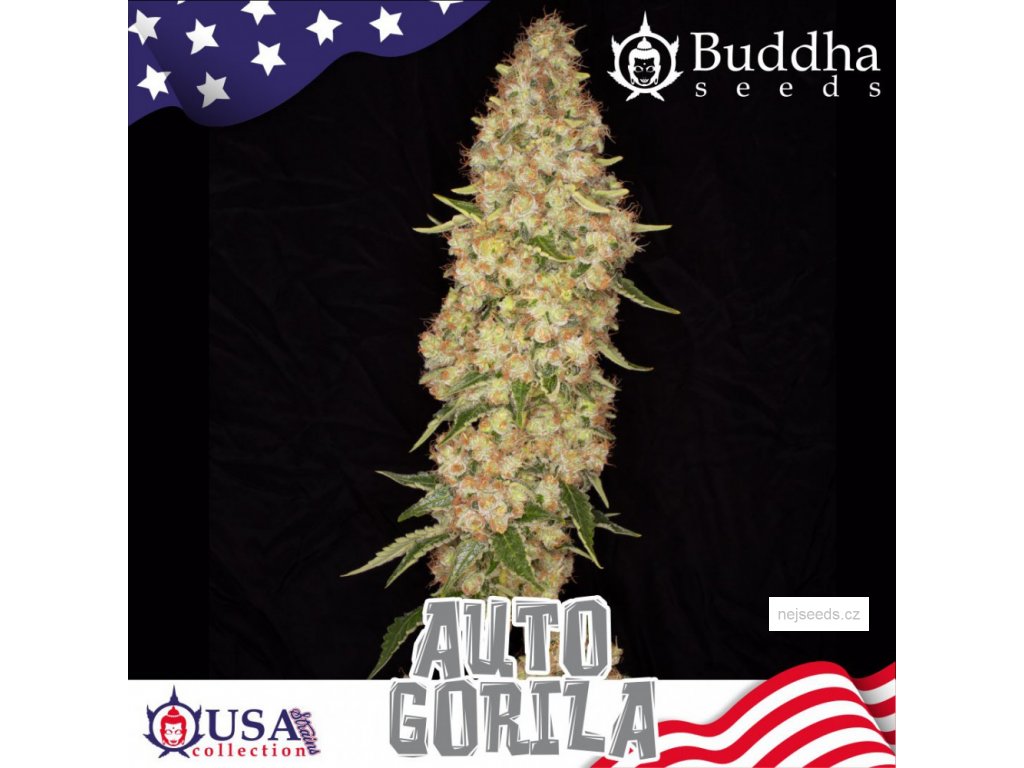 Buddha Seeds Gorilla Auto Autoflower Feminisiert