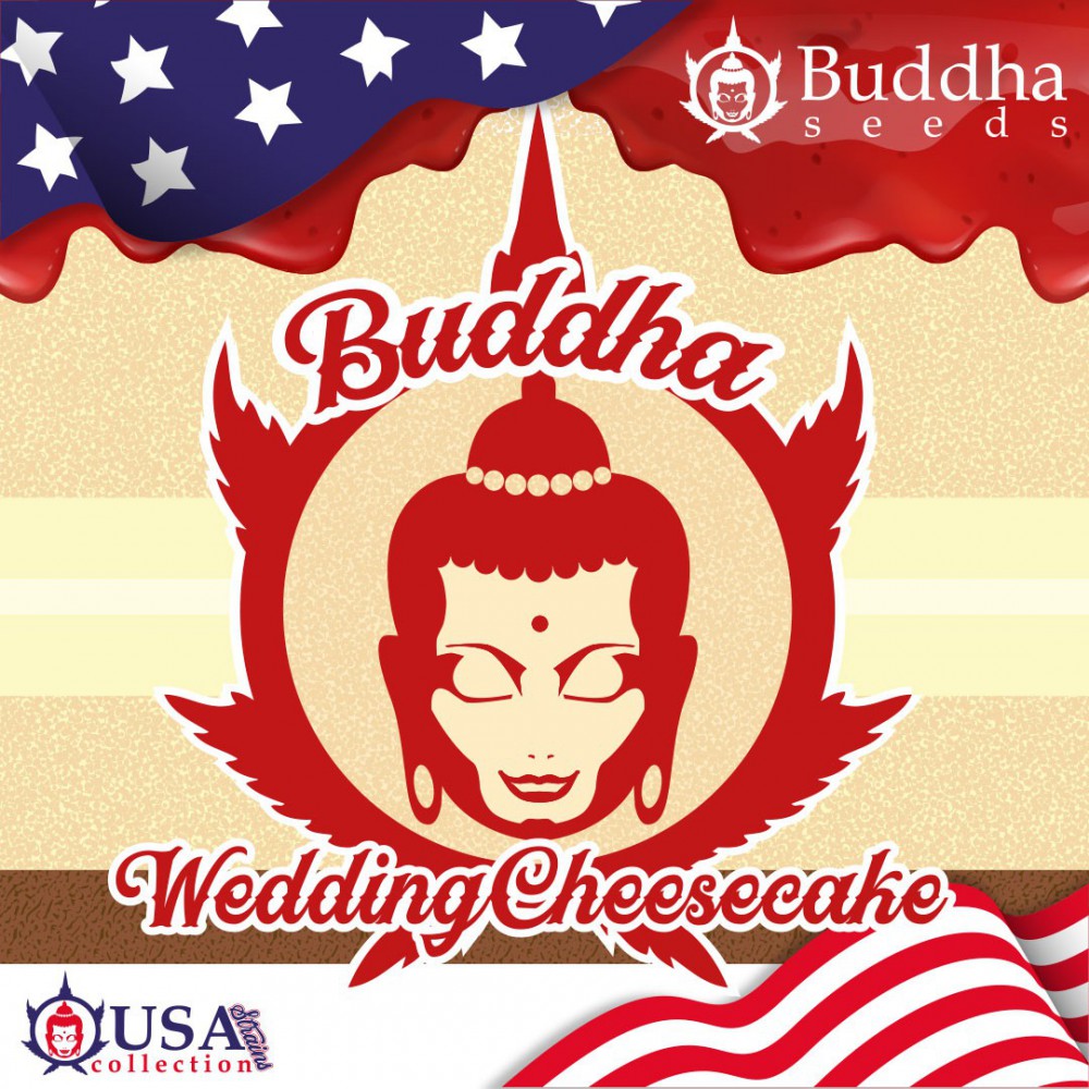 Buddha Seeds Wedding Cheesecake Feminisiert