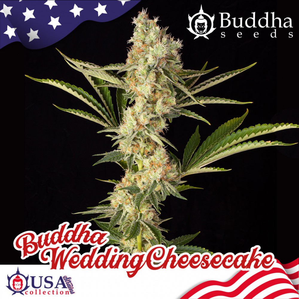 Buddha Seeds Wedding Cheesecake Feminisiert