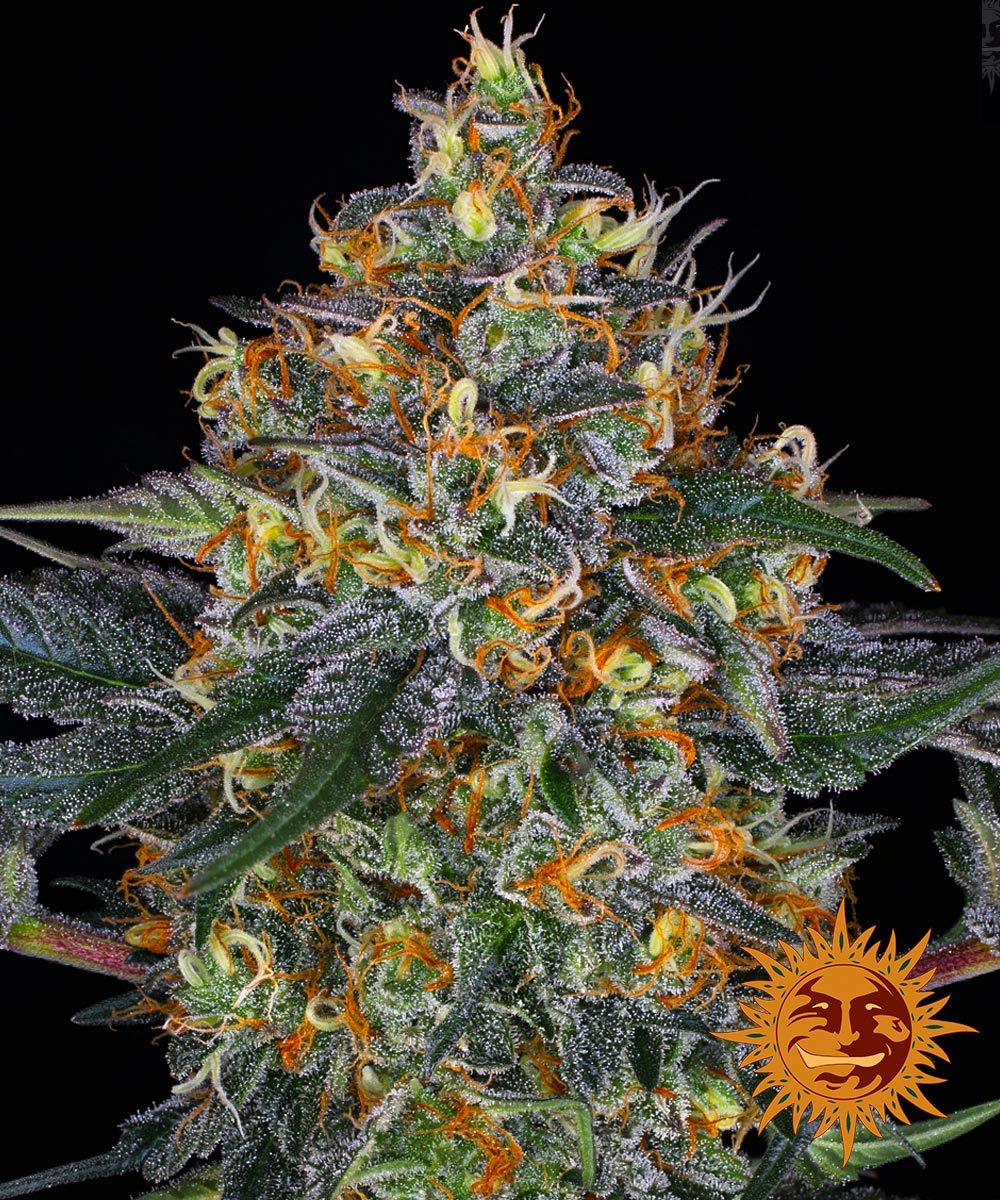 Barney's Farm Moby Dick Auto Feminisierte Autoflower