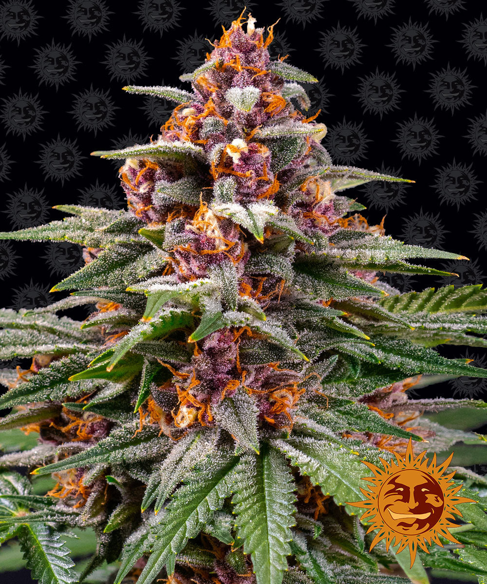 Barney's Farm Runtz Auto Feminisiert Autoflower