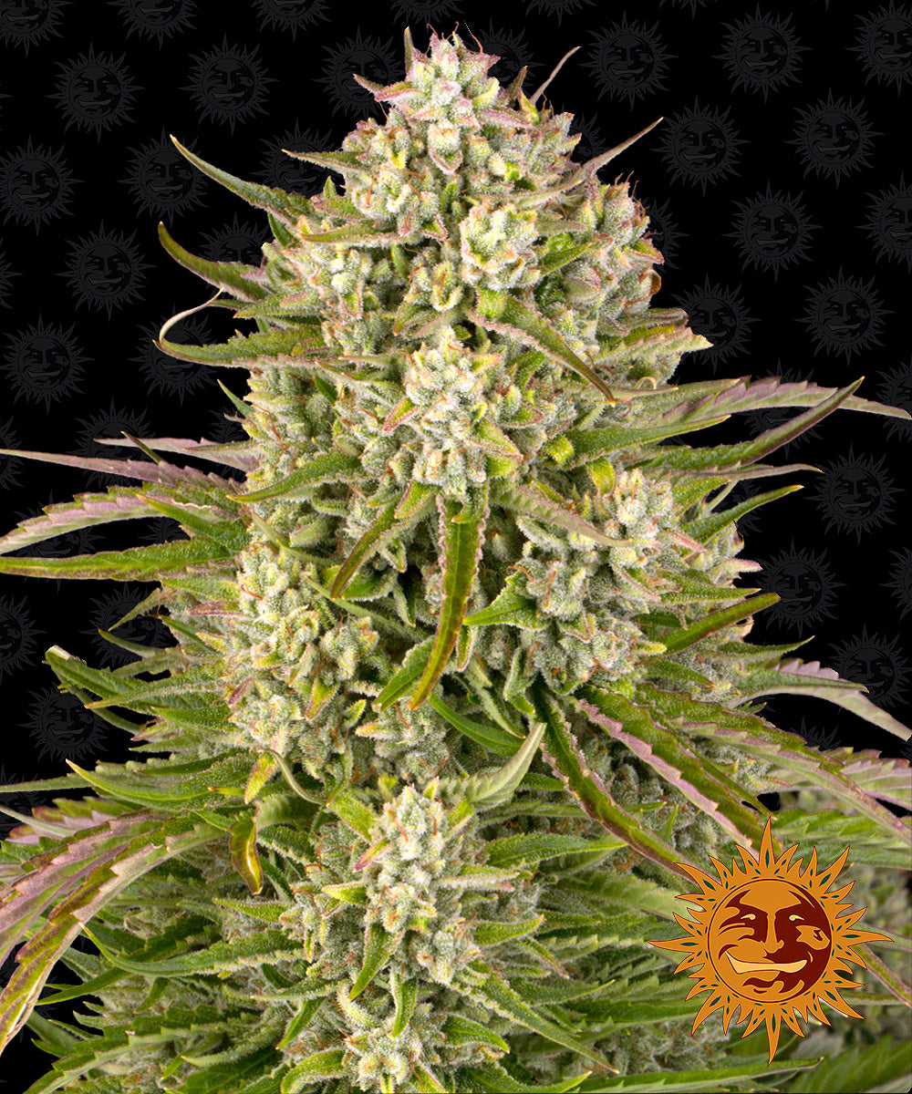 Barney's Farm Wedding Cake Auto Feminisiert Autoflower