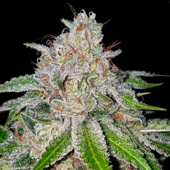 DNA Genetics Cherry 18 Feminisiert