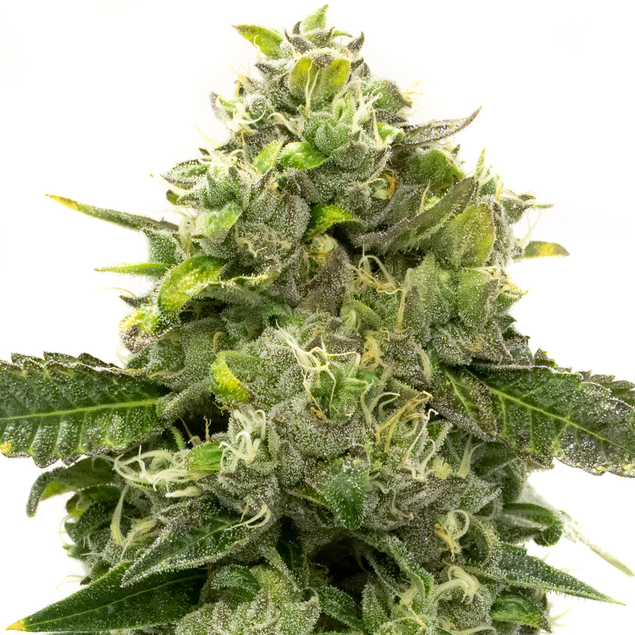 Blimburn Seeds Alien OG von Steve DeAngelo´s Feminisiert