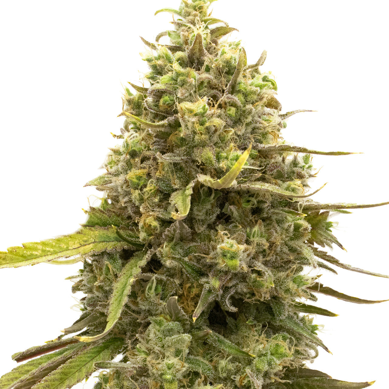 Blimburn Seeds Cherry AK von Kyle Kushman´s feminisiert