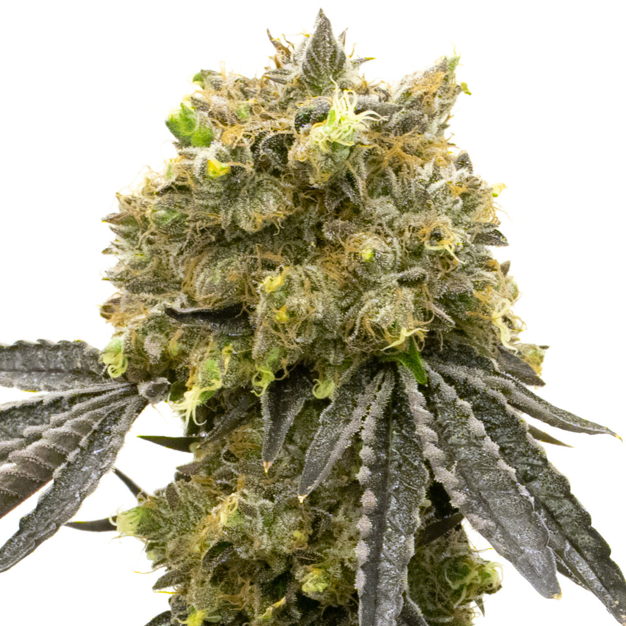 Blimburn Seeds Dream Queen von Steve DeAngelo´s Feminisiert