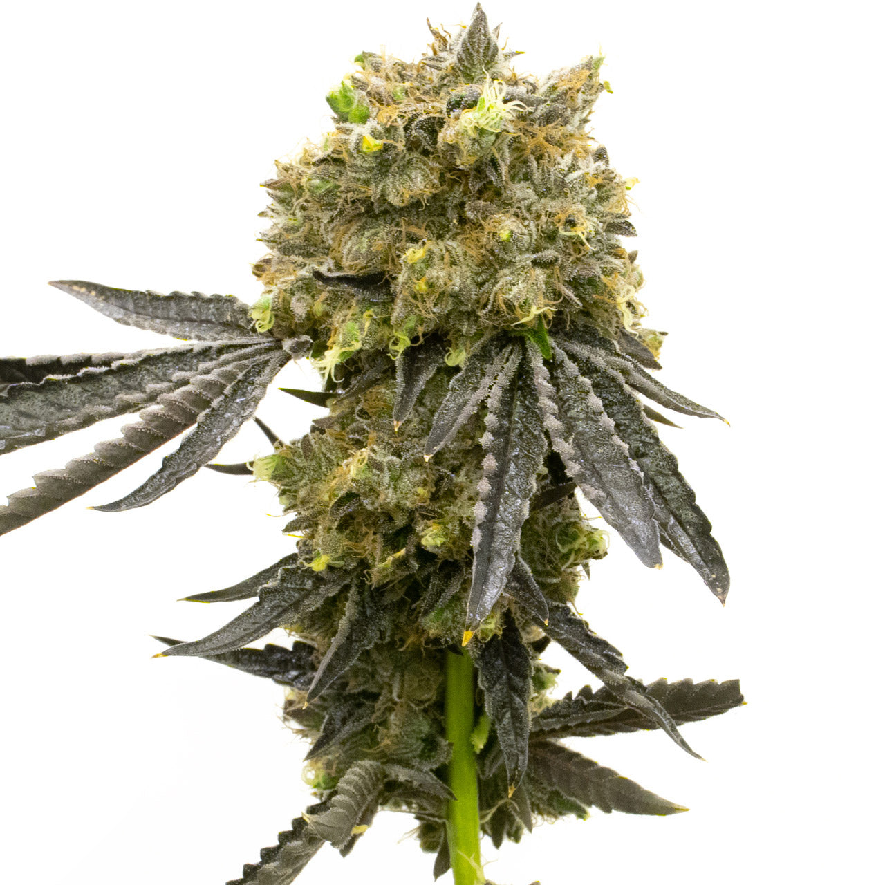 Blimburn Seeds Dream Queen von Steve DeAngelo´s Feminisiert