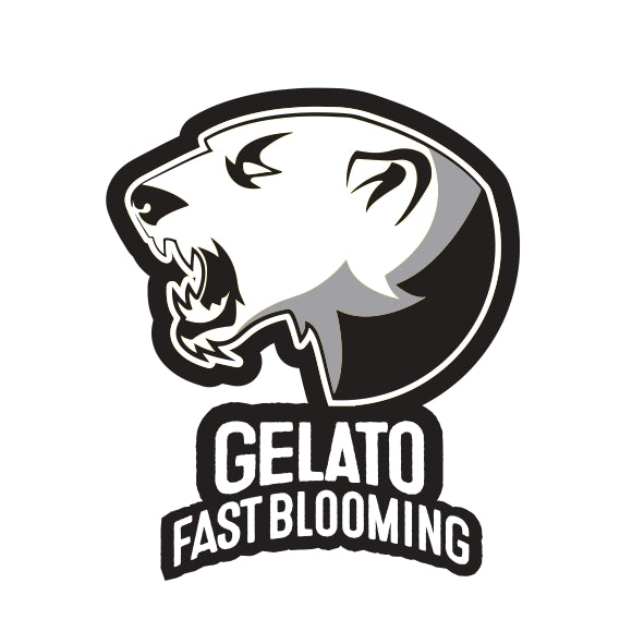 Blimburn Seeds Gelato Fast Blooming Feminisiert schnell