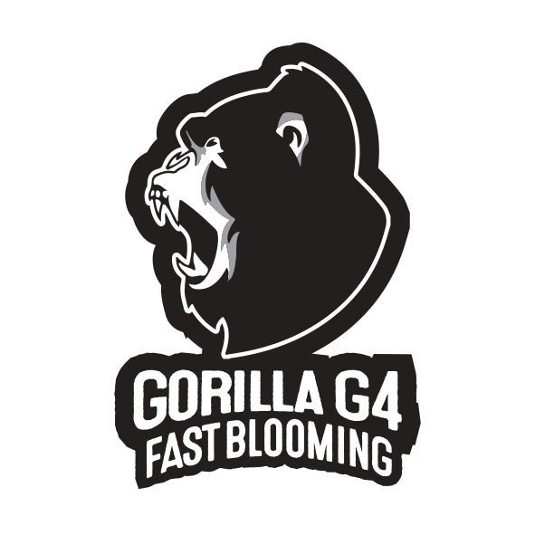 Blimburn Seeds Gorilla G4 Fast Blooming Feminisiert schnell