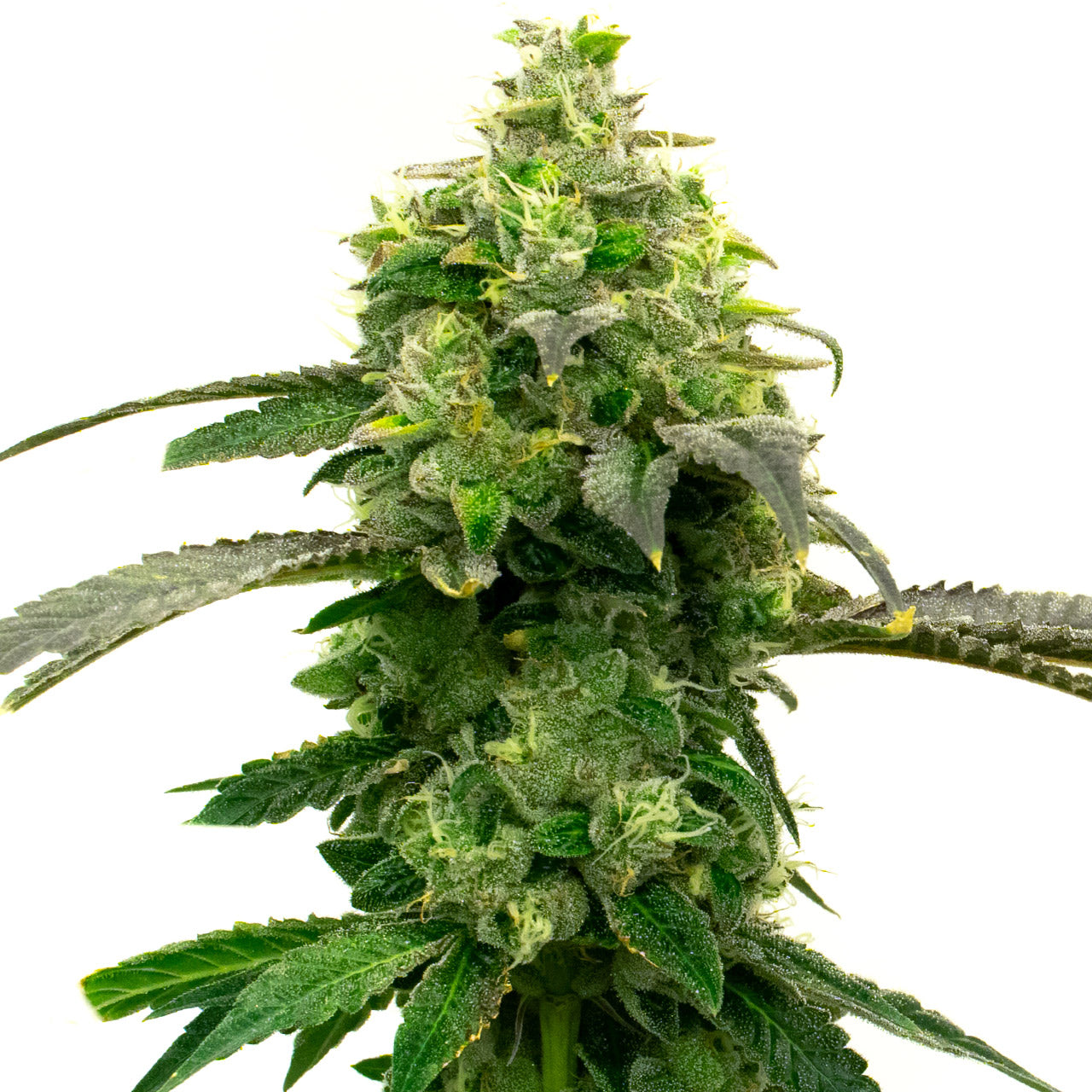 Blimburn Seeds Hellfire OG von Steve DeAngelo´s feminisiert