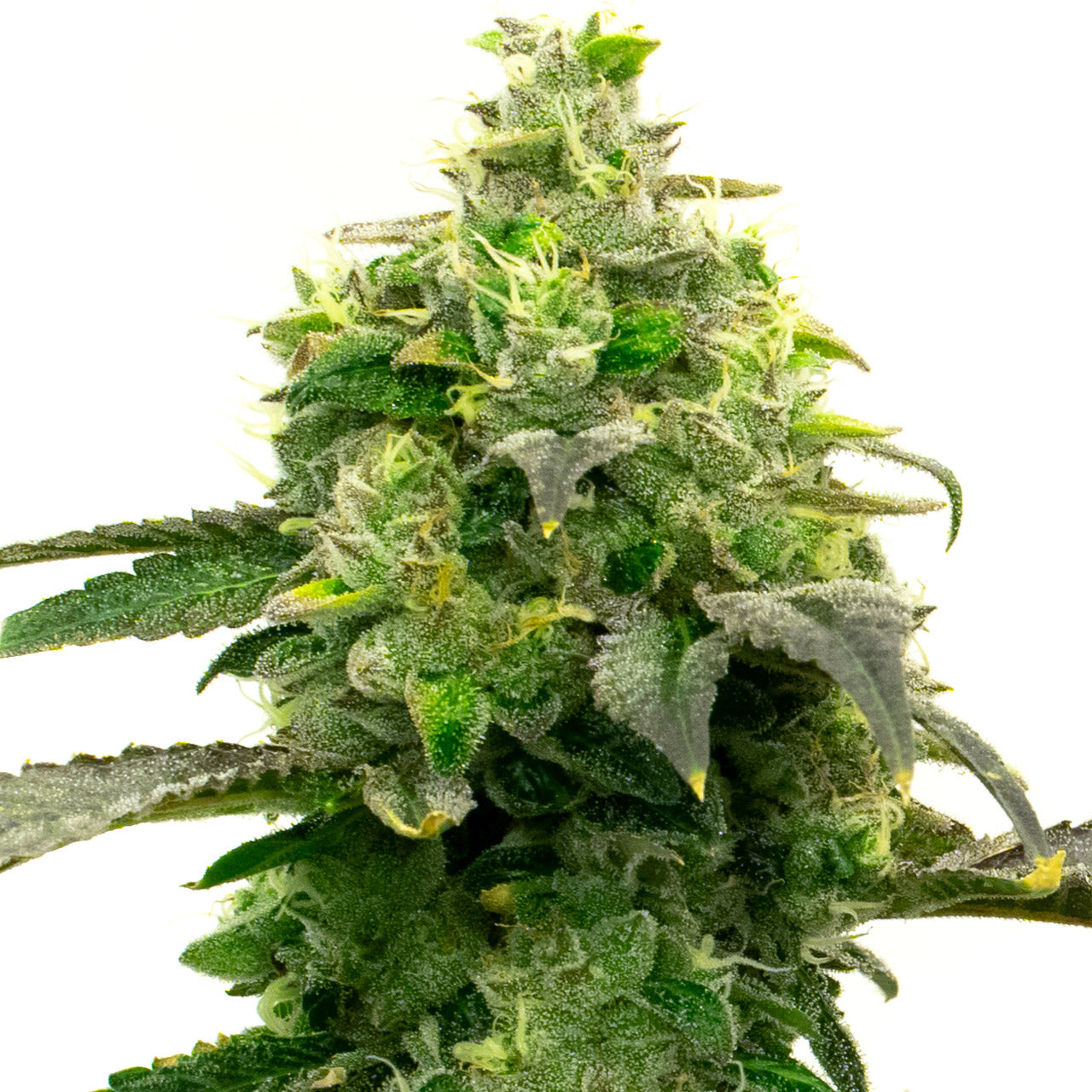 Blimburn Seeds Hellfire OG von Steve DeAngelo´s feminisiert