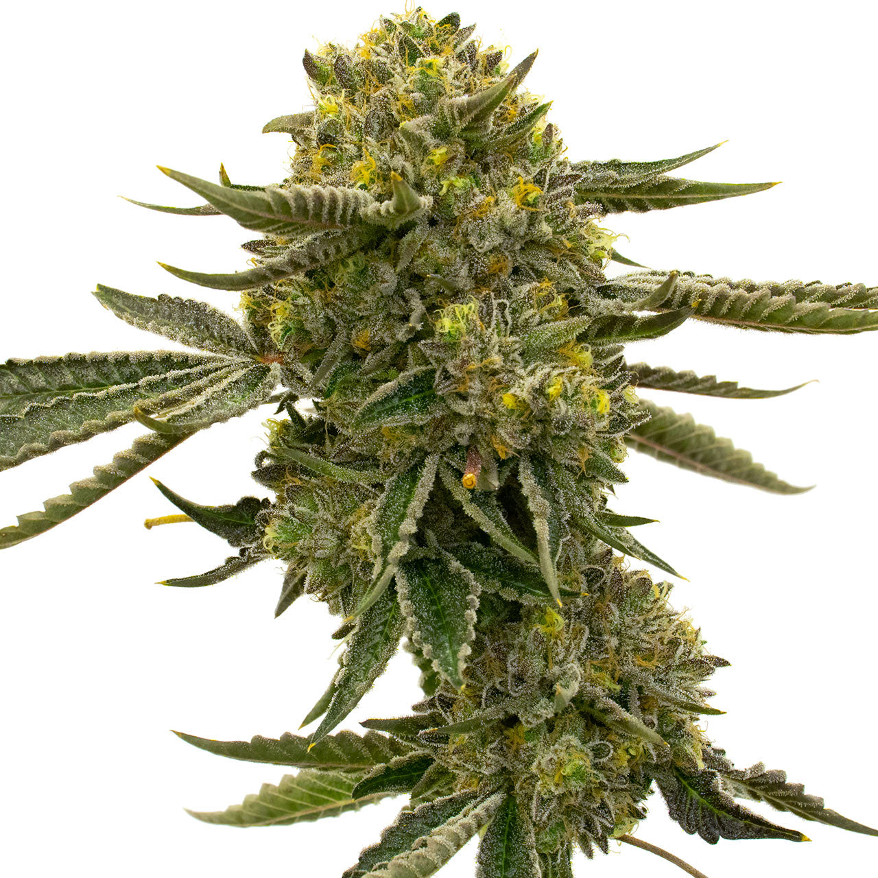 Blimburn Seeds Lemon OG von Nikki Swami's feminisiert