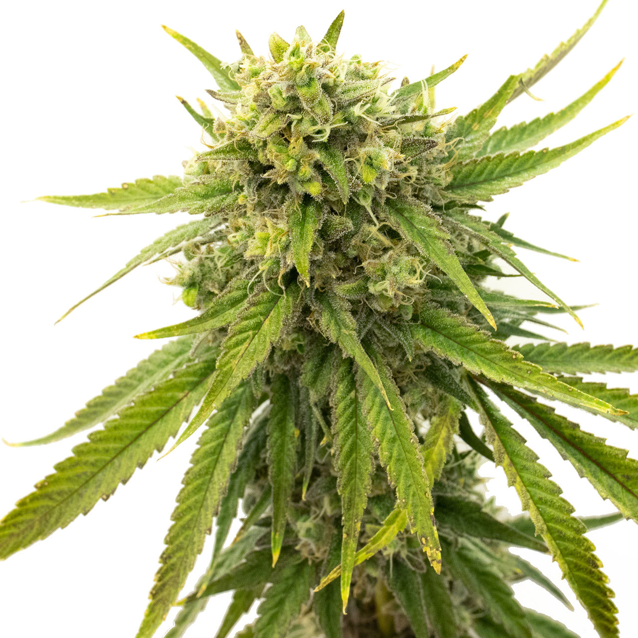 Blimburn Seeds Skywalker OG von Kyle Kushman´s feminisiert