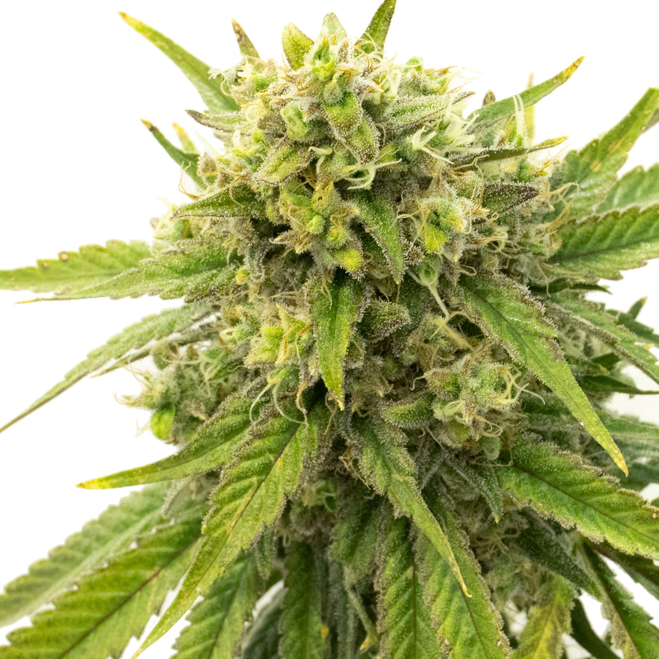 Blimburn Seeds Skywalker OG von Kyle Kushman´s feminisiert