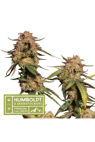 Seedstockers x Humboldt Blue Moby Feminisiert