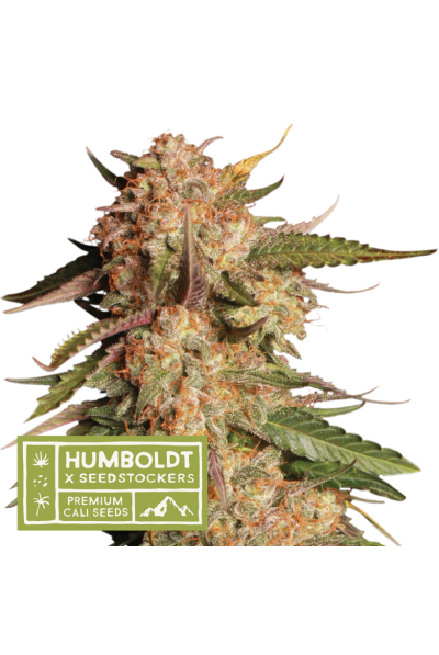 Seedstockers x Humboldt Blue Moby Auto Feminisierte Autoflower