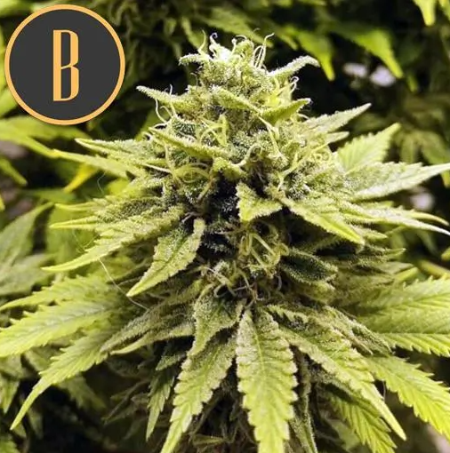 Blimburn Seeds BC Diesel Feminisiert