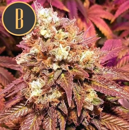 Blimburn Seeds BC Diesel Feminisiert