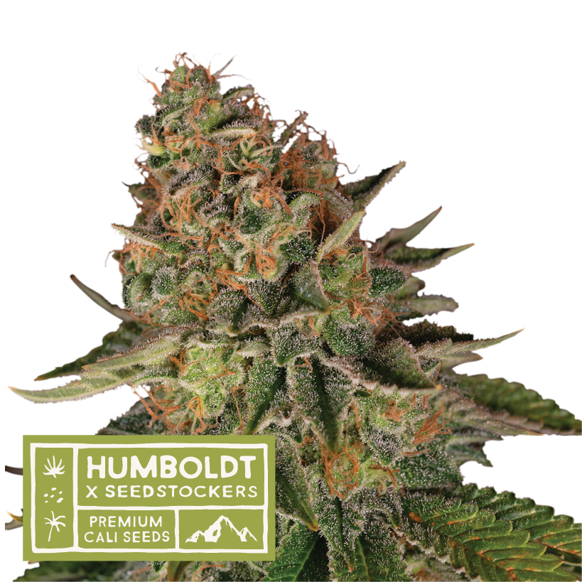 Seedstockers x Humboldt Blue Moby Regular