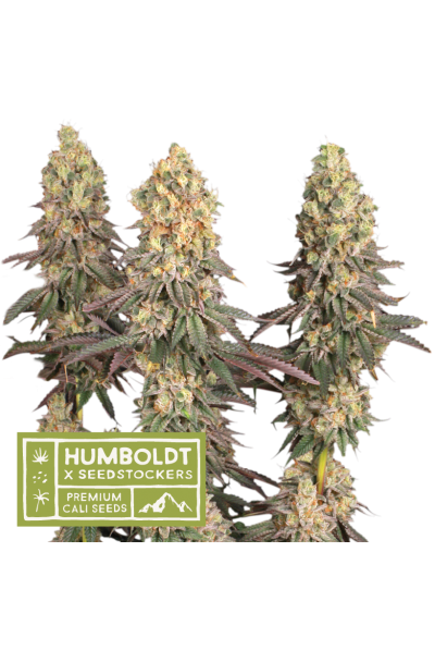 Seedstockers x Humboldt Mack und Crack Feminisiert