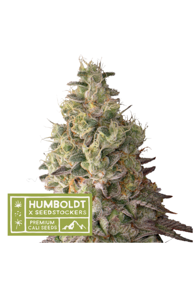 Seedstockers x Humboldt Mack and Crack Auto Feminisiert Autoflower