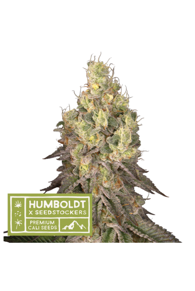 Seedstockers x Humboldt Mack und Crack Regular