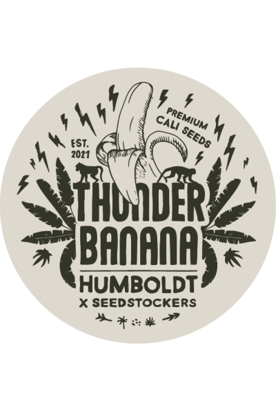 Seedstockers x Humboldt Thunder Banana Feminisiert