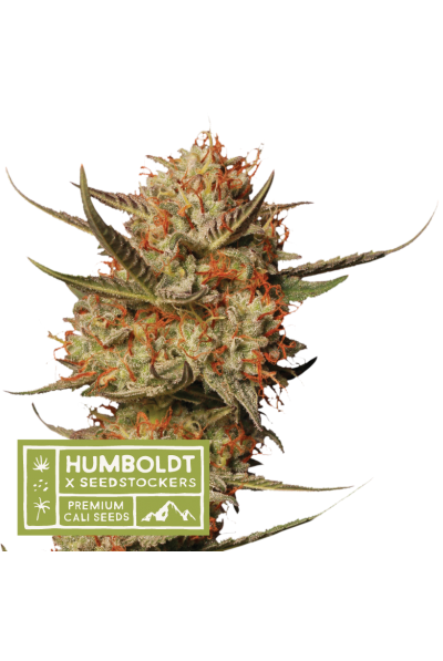 Seedstockers x Humboldt Thunder Banana Regular