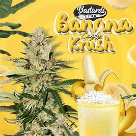 TH Seeds 710 Limited Pack Banana Candy Krush Feminisiert