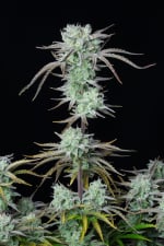 Fast Buds Strawberry Banana Auto Feminisiert Autoflower