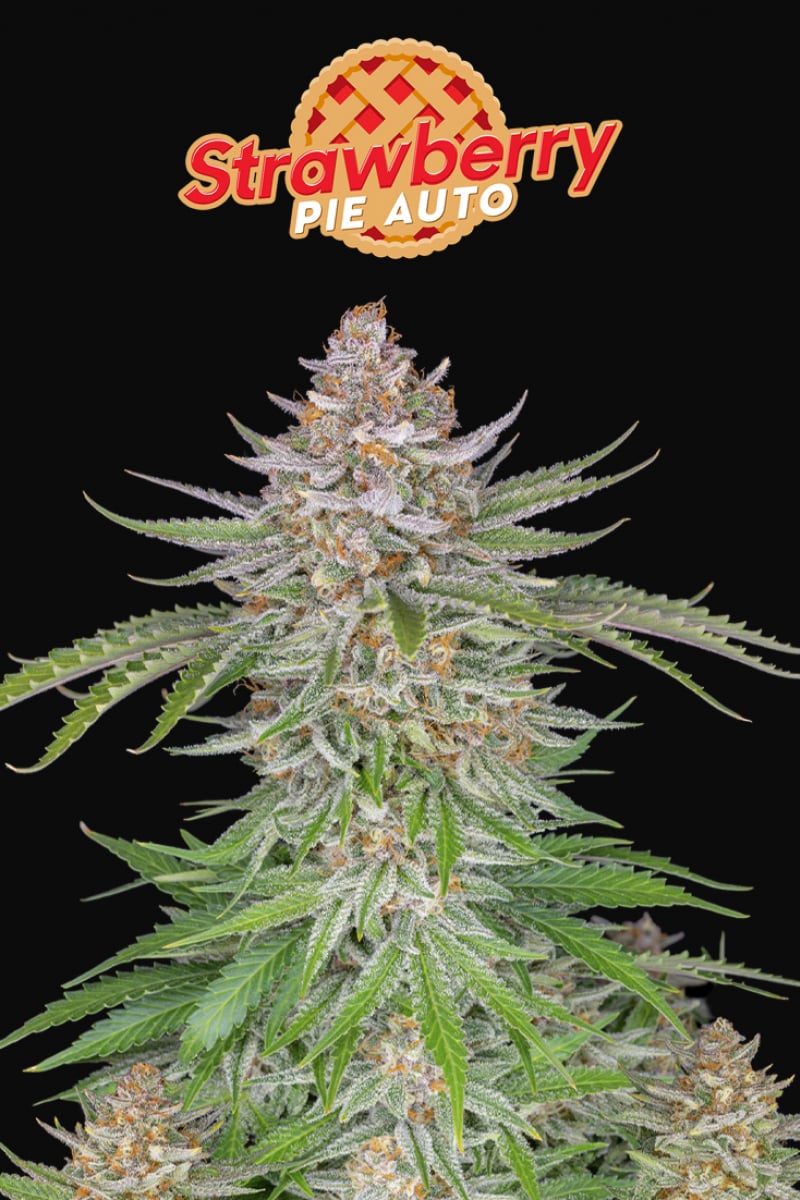 Fast Buds Strawberry Pie Auto Feminisiert Autoflower