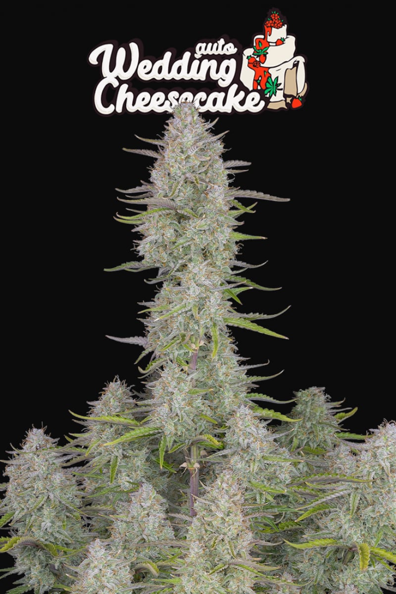 Fast Buds Wedding Cheesecake Auto Feminisiert Autoflower