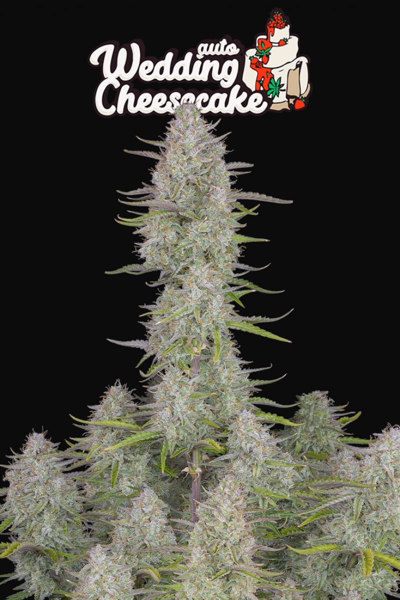 Fast Buds Wedding Cheesecake Auto Feminisiert Autoflower