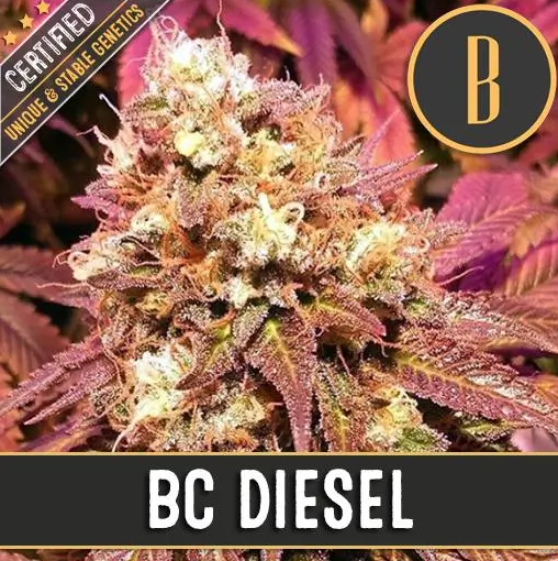 Blimburn Seeds BC Diesel Feminisiert