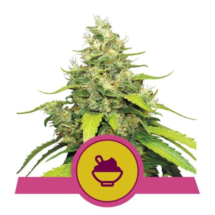 Royal Queen Seeds Blue Gelato Feminisiert