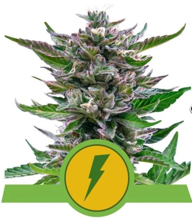 Royal Queen Seeds North Thunderfuck Auto Feminisierte Autoflower