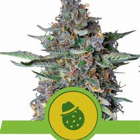 Royal Queen Seeds Royal Runtz Auto Feminisierte Autoflower